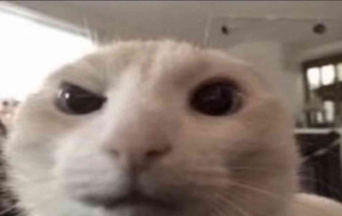 WHEN YOUR HOMIE ISN'T A SEJBO ENJOYER