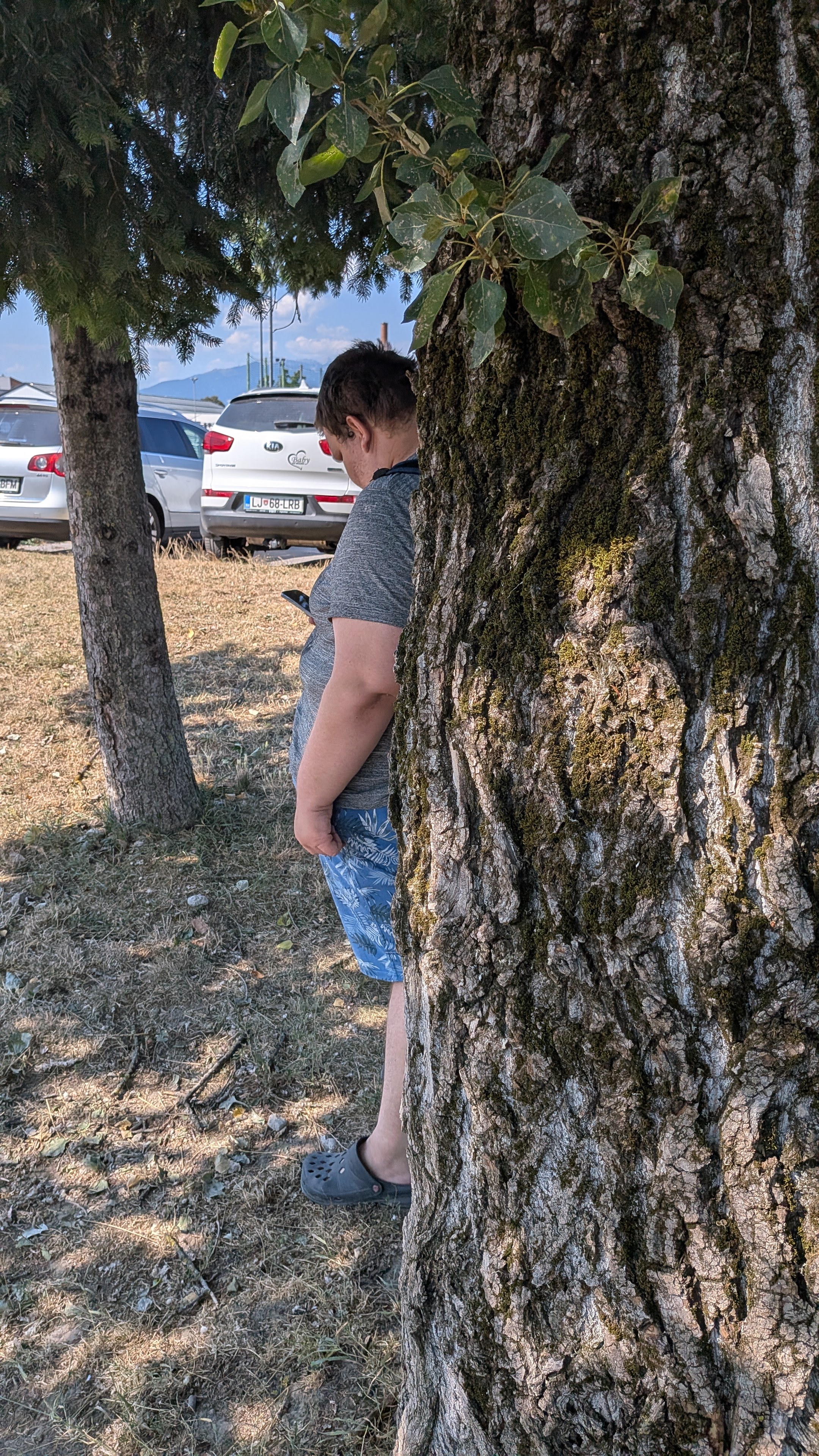 žiga za drevesom