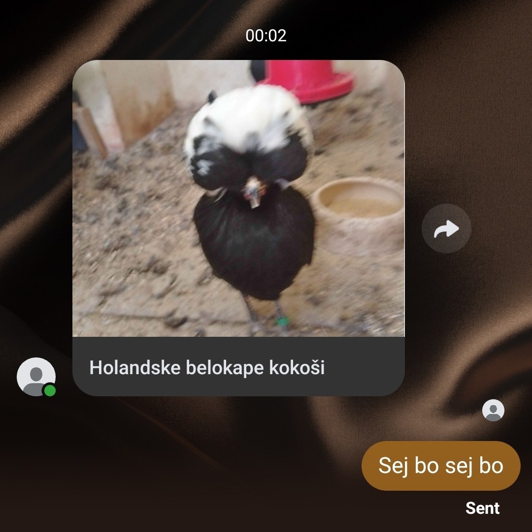 a kdo rabi HOLANDSKE KURE???